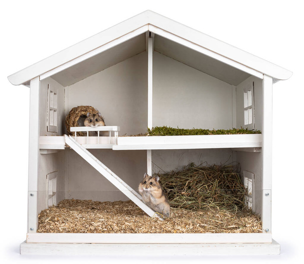 Deux hamsters adultes marron, assis dans une maison de poupée en bois blanc transformé en cage de hamster. Isolé sur fond blanc. - Photo, image