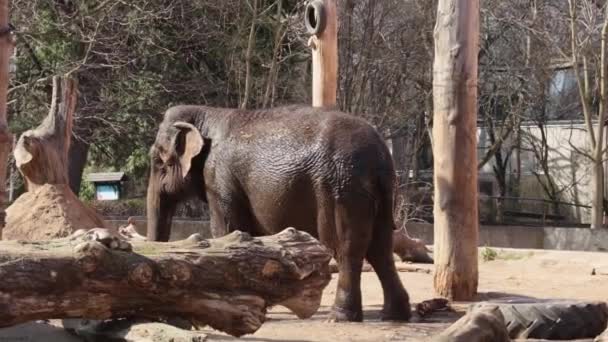 A wet adult elephant is basking in the sun - Footage, Video