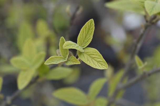 Viburnum Alleghany leaves - Latin name - Viburnum x rhytidophylloides Alleghany - Valokuva, kuva