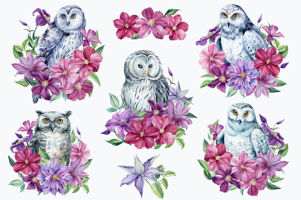 Set of owl and clematis flowers on an isolated white background. Watercolor illustration,  - Photo, Image