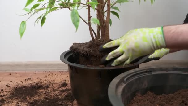 Het omzetten van binnenplanten in een plastic pot, het verzorgen van thuisbloemen, het concept van het transplanteren van bloemen thuis - Video