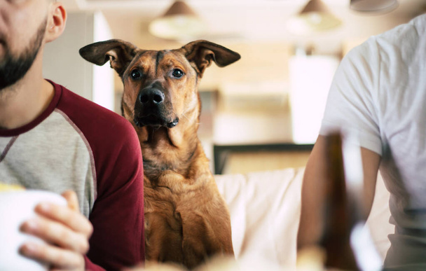 Funny dog watching TV with two friends on the couch - Foto, afbeelding