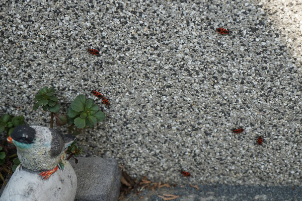 Le pyrrhocoris apterus est un insecte commun de la famille des Pyrrhocoridae. Berlin, Allemagne  - Photo, image