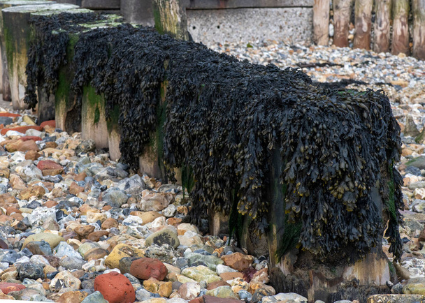 Gutweed (Ulva intestinalis) seaweed  over a coastal wooden groynes on a pebble beach ,  copy space top and bottom corner  - Photo, Image