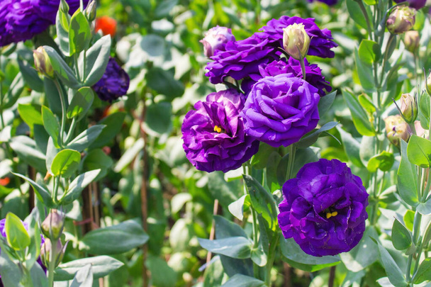 緑の葉を持つ紫のライアンサスの庭は花の自然テーマです。. - 写真・画像