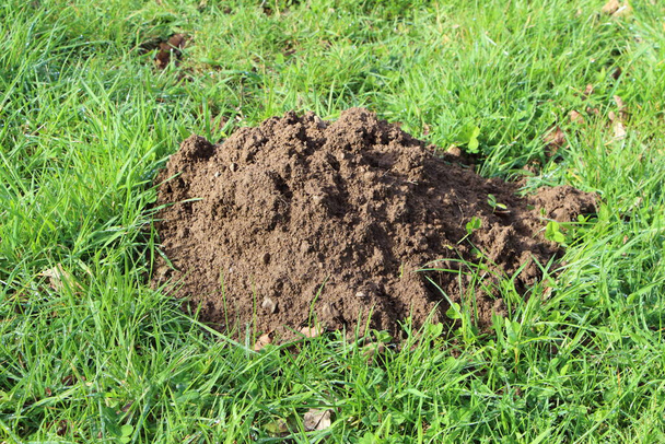 Molehill w trawie ogrodu - Zdjęcie, obraz