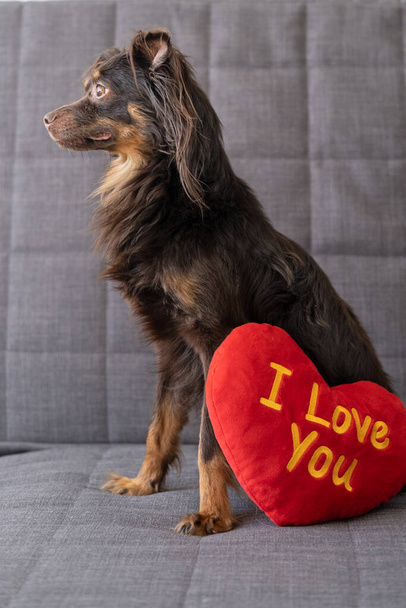 Brown russian toy terrier dog lying on couch with soft toy heart. Valentine day. - Photo, Image