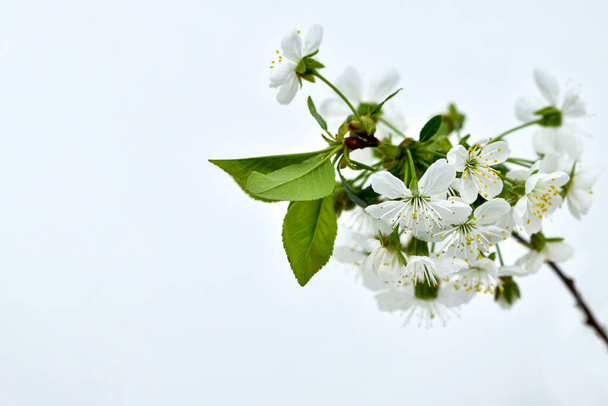 Kirschblütenstände auf weißem Hintergrund, blühende Obstbäume im Garten. - Foto, Bild