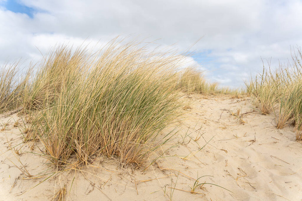 Ландшафт з дюнами на голландському узбережжі з блакитним небом з хмарами, провінцією Зеландія, без людей - Фото, зображення