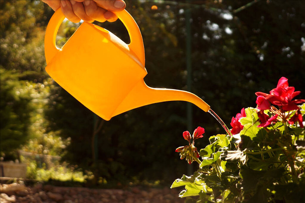 Bahçede çalış. Pelargonium 'u sulandırmak için küçük bir su tanecikleri kullanılıyor.. - Fotoğraf, Görsel