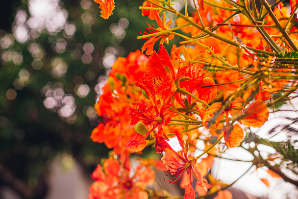 Red Royal Poinciana. Delonix Regia Flower On Branch. Spring background - Photo, image