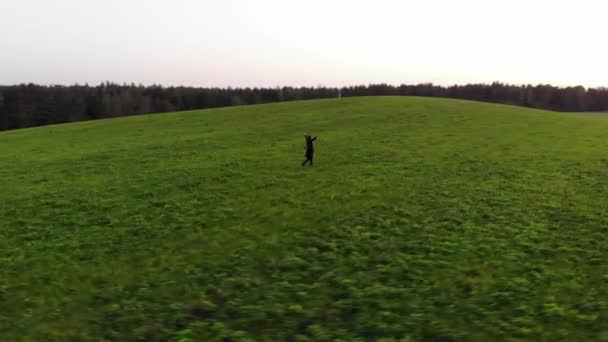 Вид зверху на молоду дівчину в чорній траншеї пальто, що йде через зелене поле з її руками в небо
 - Кадри, відео
