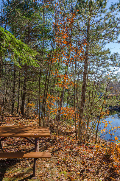 Лесное озеро в парке Килларни осенью - Фото, изображение