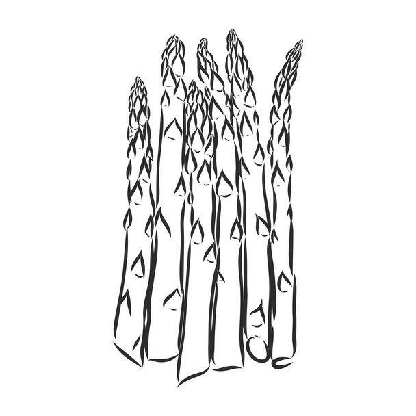 Κινούμενα σχέδια με σπαράγγια. σπαράγγια, διανυσματικό σκίτσο σε λευκό φόντο - Διάνυσμα, εικόνα