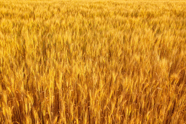 黄金色の色調の小穂を持つ小麦畑、小麦小穂を持つ背景 - 写真・画像