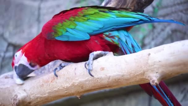 Il pappagallo rosso dell'ara si gratta il becco su un ramo e poi con la zampa artigliata. Grande ara pappagallo graffia il becco - Filmati, video