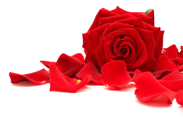 Rosa roja y pétalos de rosa sobre blanco
 - Foto, imagen