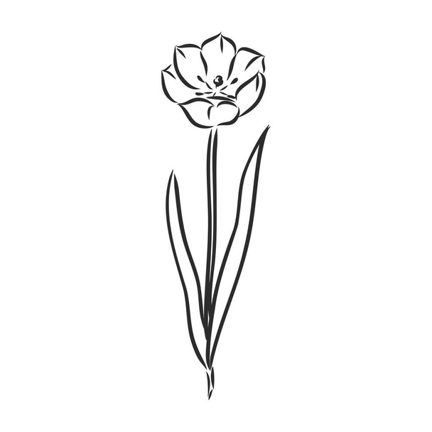 Tulipanes hechos a mano. Vector. tulipán, dibujo vectorial sobre un fondo blanco - Vector, Imagen
