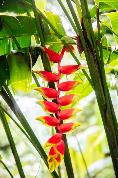 Heliconia rostrata (ложная райская птица) цветы на острове Бали, Индонезия - Фото, изображение
