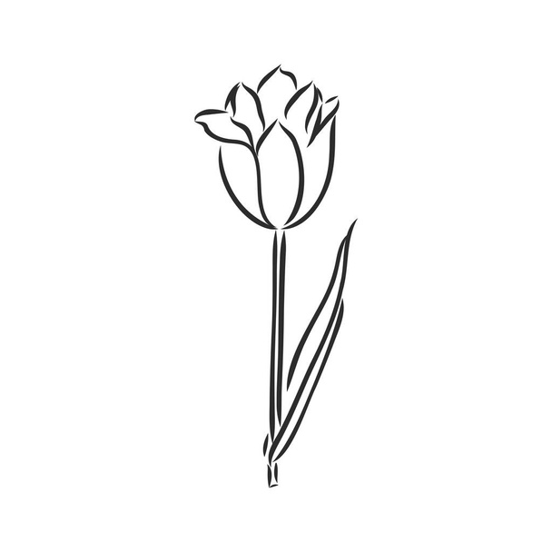 Нарисованные вручную тюльпаны. Вектор. тюльпан, векторный эскиз на белом фоне - Вектор,изображение