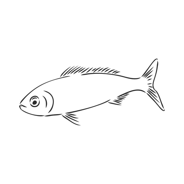 Pilchard. Ink sketch of sardine. Small herring. Hand drawn vector illustration of fish isolated on white background. fish herring, vector sketch on a white background - Vector, Image