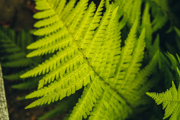 Textured background of green fern leaves - 写真・画像