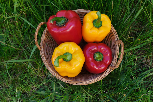 Gelbe und rote Paprika in einem Weidenkorb, der auf dem Gras liegt  - Foto, Bild