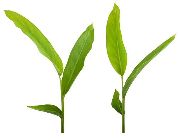 Turmeric plant or ginger plant isoled on white background - 写真・画像