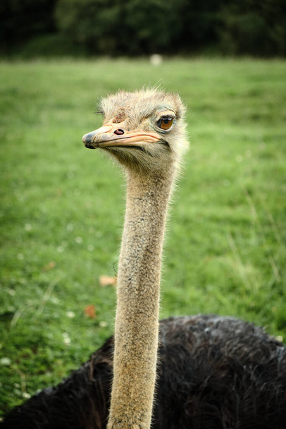 A closeup of an ostrich at Cabarceno Natural Park in Cantabria, Spain - Фото, изображение