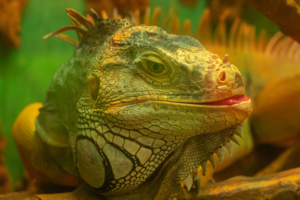 大きな緑色の鱗状のイグアナは、舌を出します。陽気爬虫類 - 写真・画像