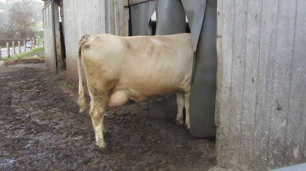 αγελάδα σε ανοιχτό αχυρώνα, έξοδος για άσκηση για τα βοοειδή σε αγρόκτημα - Φωτογραφία, εικόνα