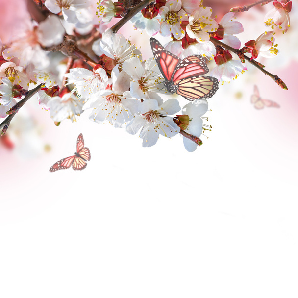 Apricot flowers with butterflies - Фото, изображение