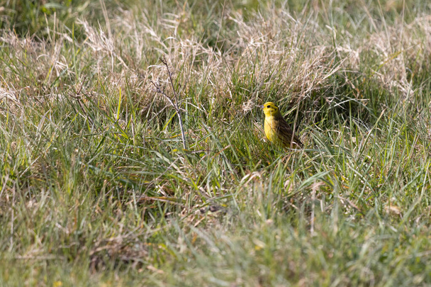 Yellowhammer (Emberiza citrinella) standing in the meadow enjoying the morning sunshine - Photo, Image