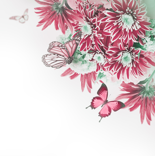 Spring chrysanthemum with butterflies on white - Photo, image