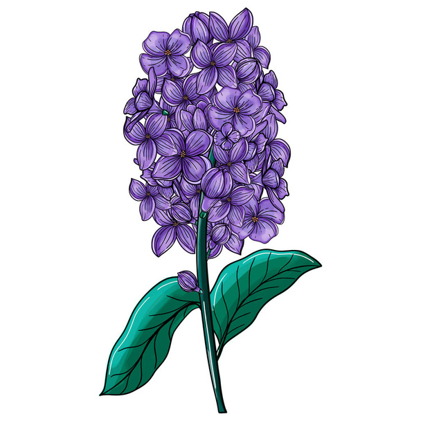 Lilac flowers. Hand drawing in sketch style. The object is isolated on a white background. - Photo, image