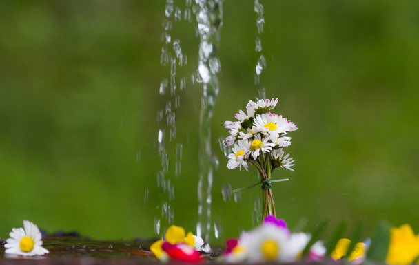 красочный цветок и капли дождя на заднем плане
 - Фото, изображение