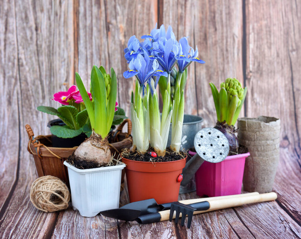 Flores de primavera y herramientas de jardinería sobre un fondo rústico de madera. Concepto de jardinería - Foto, Imagen