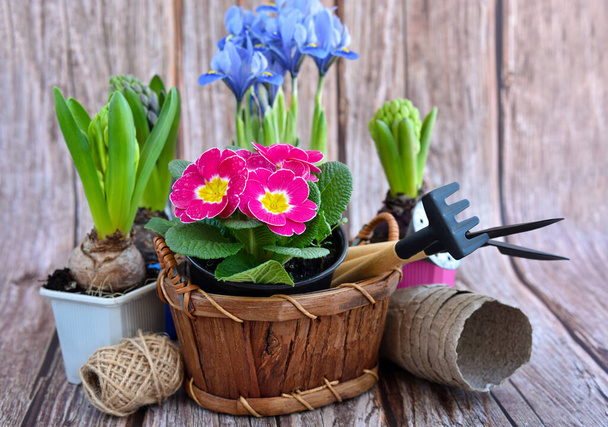 Flores de primavera y herramientas de jardinería sobre un fondo rústico de madera. Concepto de jardinería - Foto, Imagen