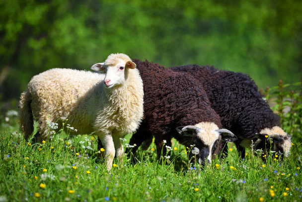 緑の芝生の上の牧草地で羊。夏の晴れた日 - 写真・画像