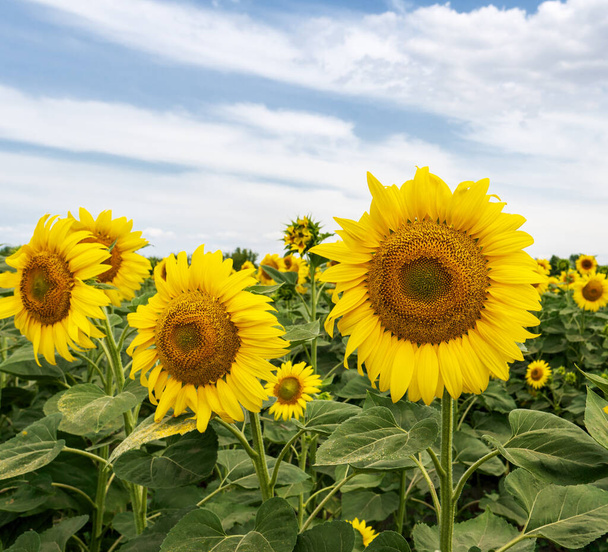 sunflower field with cloudy blue sky at summer day. - Photo, Image