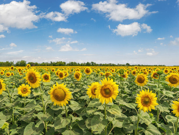 Sunflower field with cloudy blue sky. - Photo, Image