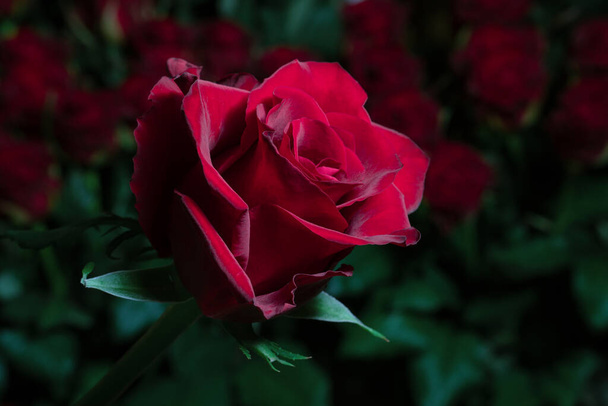 Red rose on a background of blurred bouquets of roses. Luxury roses for a gift. Greeting card. - 写真・画像