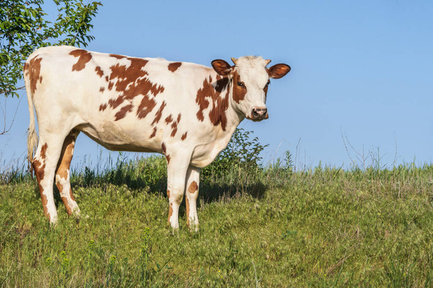 mooie witte roodharige jonge koe op weide kijkend naar camera - Foto, afbeelding