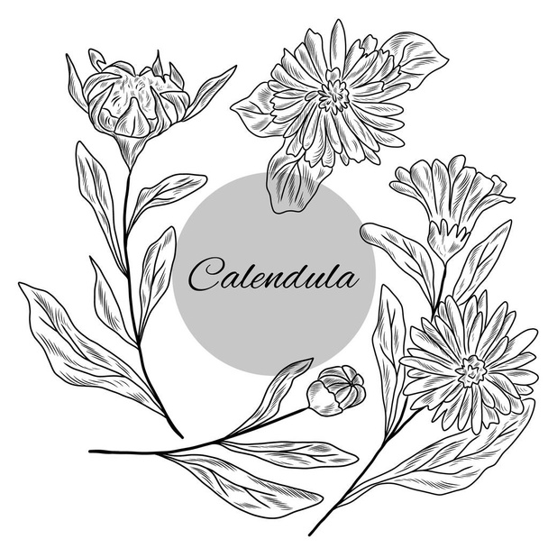 Caléndula planta, flores de caléndula, colección de hierbas dibujadas a mano - Vector, imagen