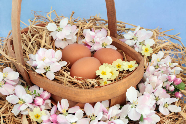 Φρέσκα καφέ αυγά για πρωινό σε ένα ρουστίκ καλάθι από ξύλο με ανοιξιάτικο άνθος μήλου & άνθη πρίμουλας. Σε μπλε φόντο. Φυσική έννοια υγιεινής διατροφής. - Φωτογραφία, εικόνα