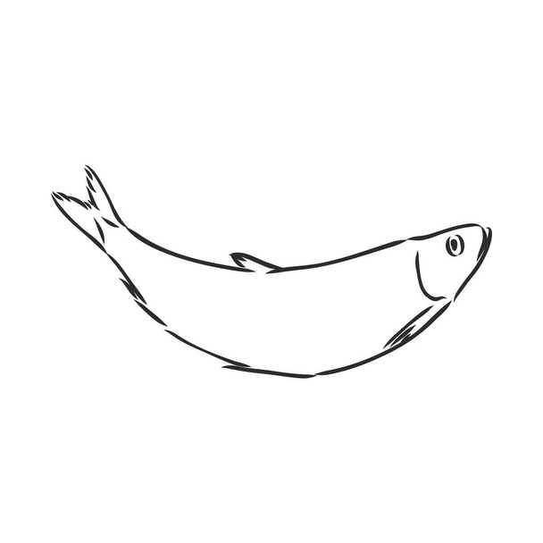Pilchard. Mürekkepli sardalya çizimi. Küçük ringa balığı. Beyaz arka planda izole edilmiş balığın el çizimi vektör çizimi. Retro tarzı. Beyaz arkaplanda ringa balığı vektörü çizimi - Vektör, Görsel
