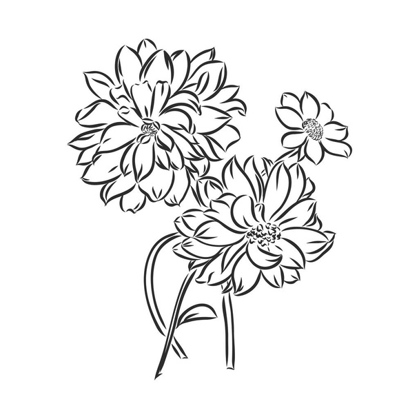 hermosa flor de dalia blanco y negro monocromo aislado sobre fondo blanco. Líneas de contorno dibujadas a mano y trazos. esbozo vectorial dahlia sobre un fondo blanco - Vector, imagen