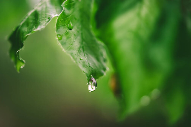 A selective focus shot of morning dew dripping from the leaves on a tree - Фото, изображение