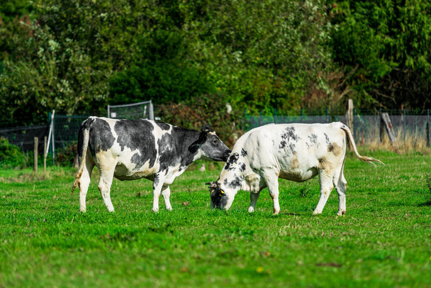 Cattle in the meadow. Cows on a green field.  - Fotoğraf, Görsel