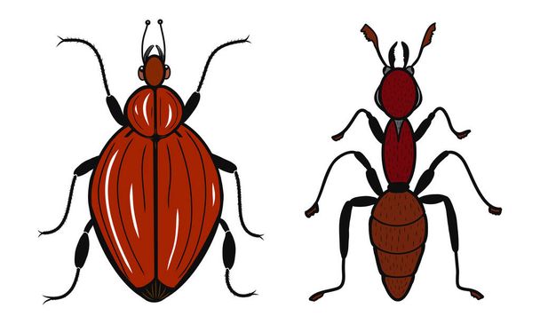 Beetle and ant icons. Creative illustrations. Colorful sketch. Idea for decors, logo, patterns, papers, covers, gifts, summer and autumn garden, insect natural themes. Isolated vector art. - Vector, Image